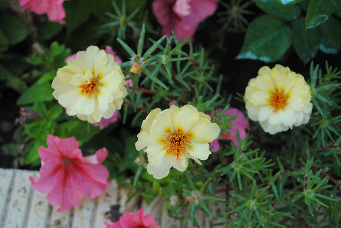 flori de piatra (portulaca) - yyy 2014 gradina mea