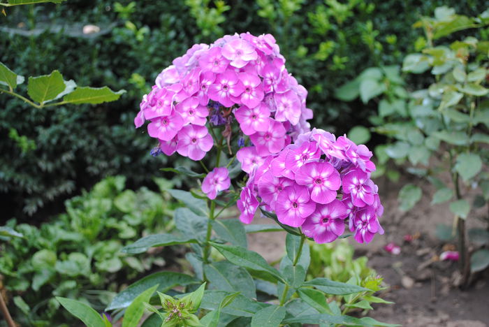 phlox laura - yyy 2014 gradina mea
