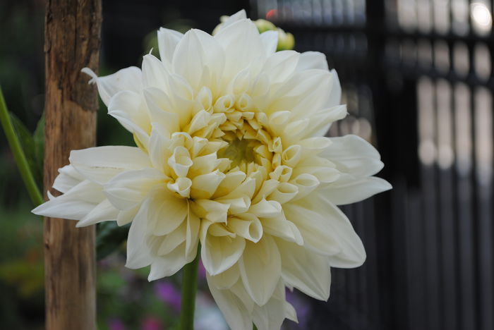 dalie decorativa White Perfection preferata mea