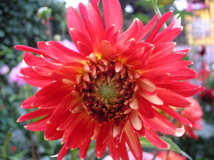 dalie decorativa Procyon
