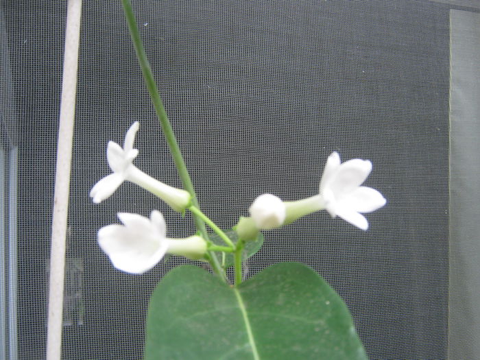 Picture My plants 509 - Stephanotis