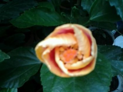 Fotografie2089 - Hibiscusi si Bougainvillea
