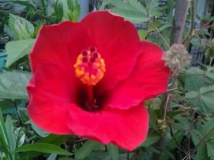 Fotografie2093 - Hibiscusi si Bougainvillea
