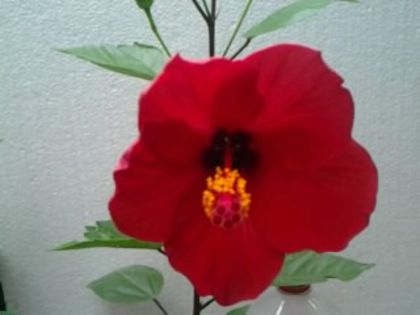 Fotografie2097 - Hibiscusi si Bougainvillea