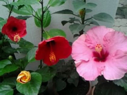Fotografie2100 - Hibiscusi si Bougainvillea
