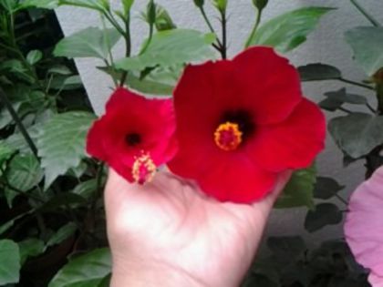 arkeri şi cairo red