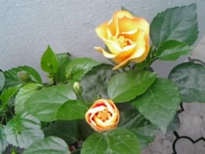 Fotografie2105 - Hibiscusi si Bougainvillea