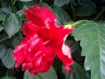 Fotografie2110 - Hibiscusi si Bougainvillea