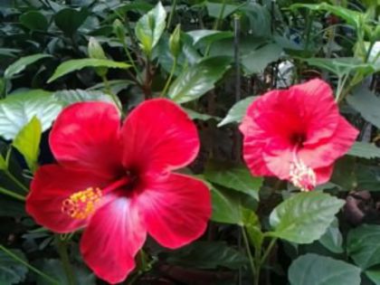 Fotografie2111 - Hibiscusi si Bougainvillea