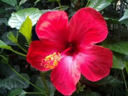 Fotografie2112 - Hibiscusi si Bougainvillea