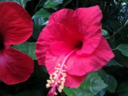 arkery - Hibiscusi si Bougainvillea