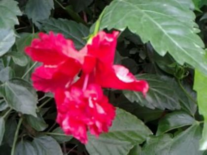 El capitollio roşu - Hibiscusi si Bougainvillea