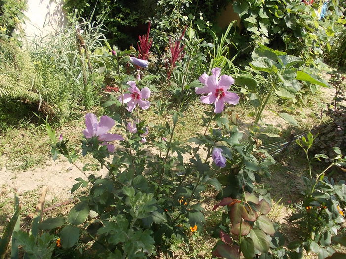 hibiscus - hibiscus