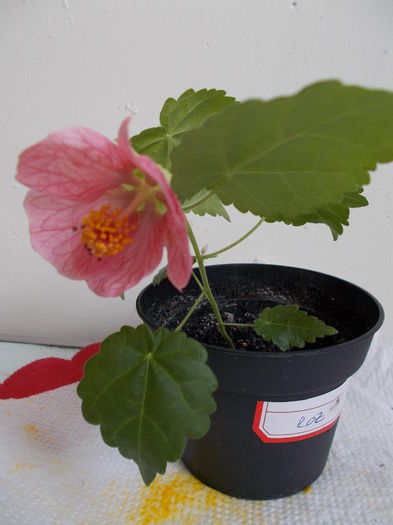 din seminte - Abutilon