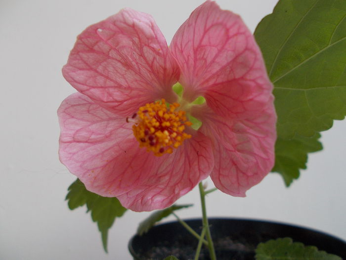 din seminte - Abutilon