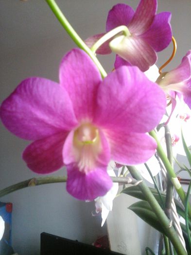 dendro reinflorire 2014 - orhideele mele