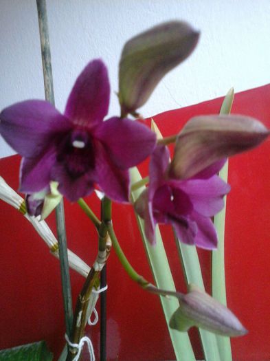 dendro nr.2 cadoul minune - orhideele mele