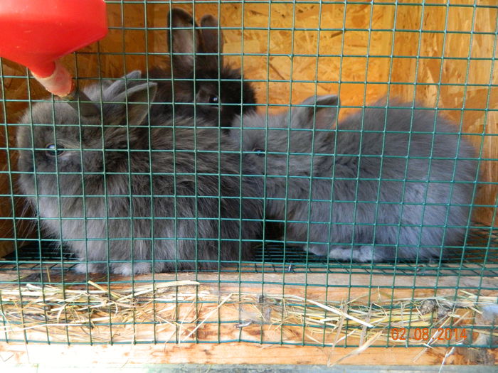 Picture 060 - iepuri angora pui