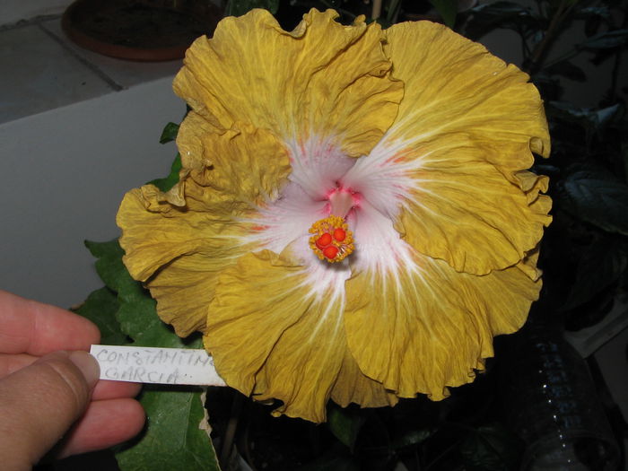IMG_1035 - Hibiscus 1