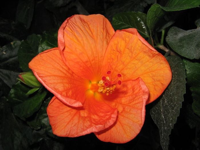 IMG_1036 - Hibiscus 1