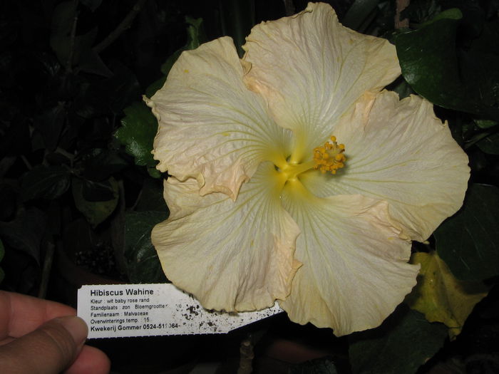IMG_1037 - Hibiscus 1