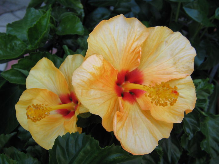 IMG_1038 - Hibiscus 1