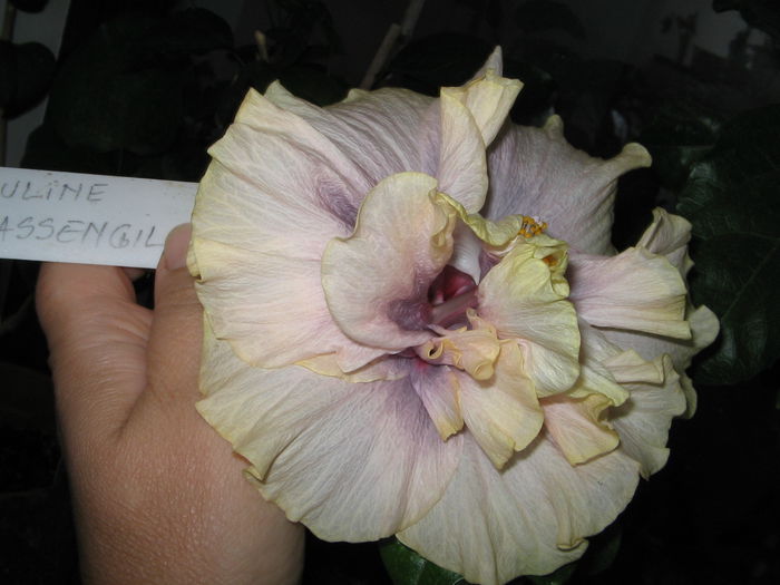 IMG_1041 - Hibiscus 1