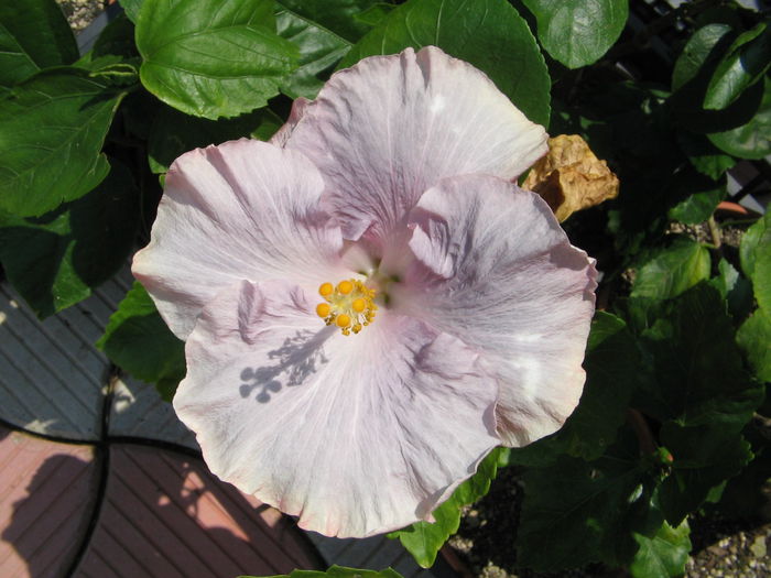 IMG_1072 - Hibiscus 1