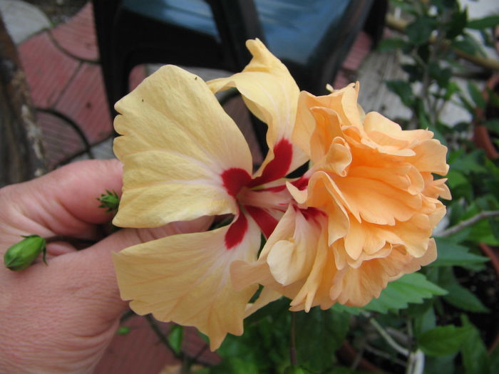 IMG_1078 - Hibiscus 1