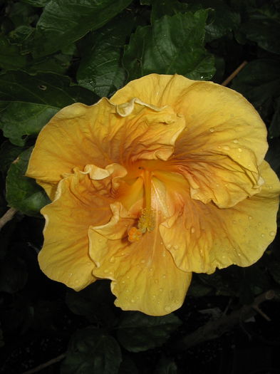 IMG_1083 - Hibiscus 1