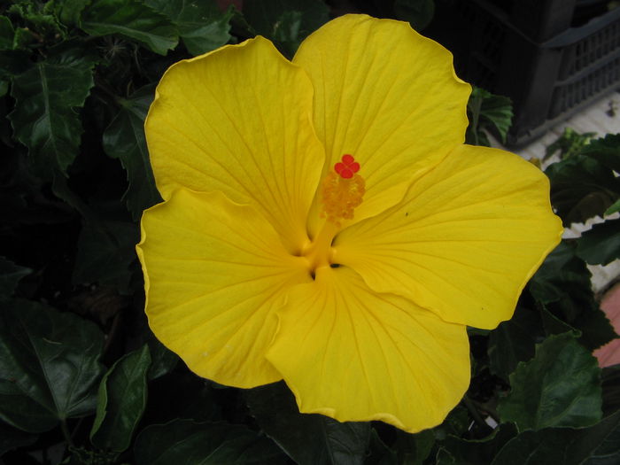 IMG_1088 - Hibiscus 1