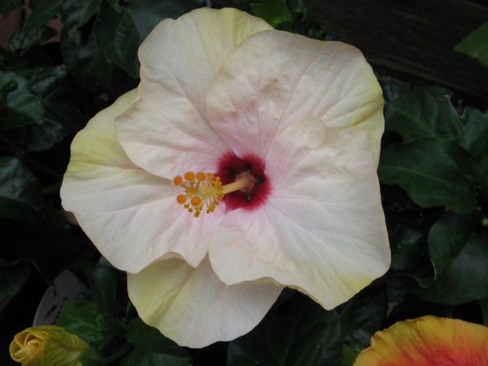 IMG_1090 - Hibiscus 1