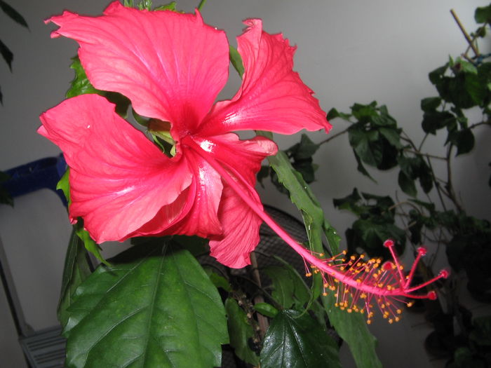 IMG_1091 - Hibiscus 1