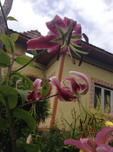 IMG_2906 - plante de gradina