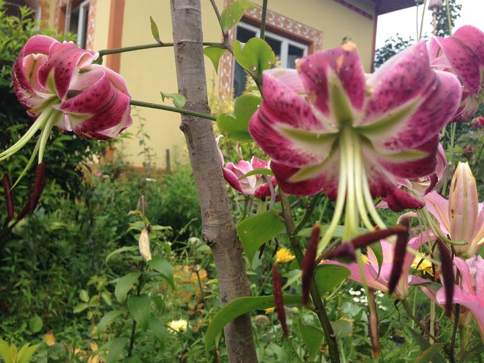 IMG_2907 - plante de gradina