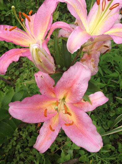 IMG_2908 - plante de gradina