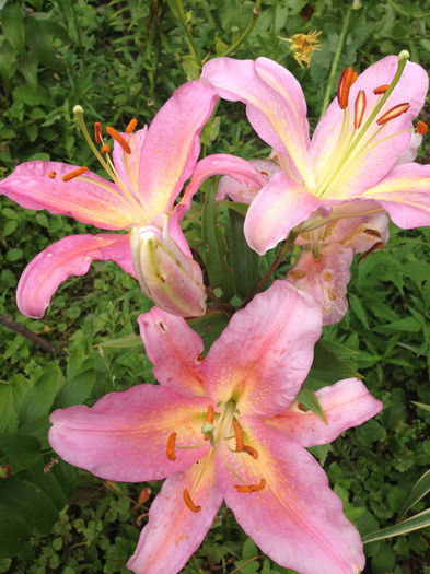 IMG_2909 - plante de gradina