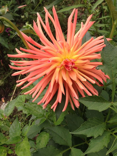 IMG_2910 - plante de gradina