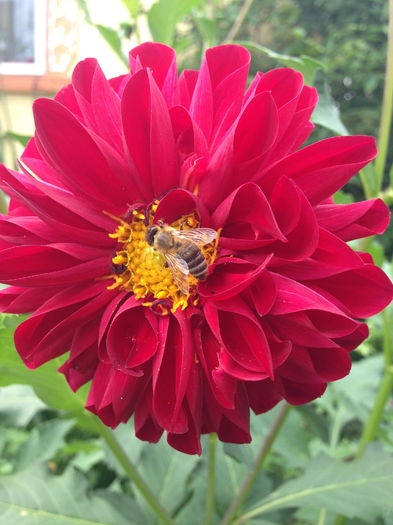 IMG_2912 - plante de gradina