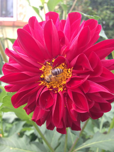 IMG_2913 - plante de gradina