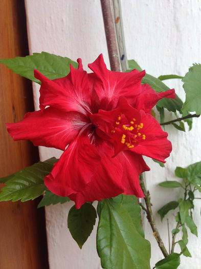 IMG_2903 - hibi mei infloriti