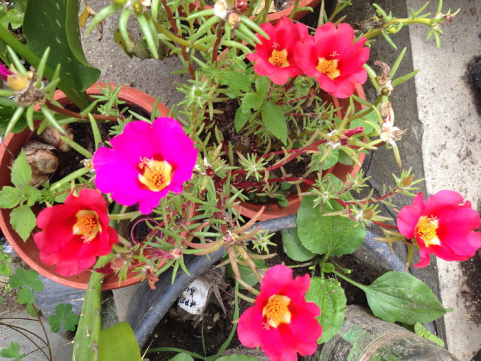 IMG_3013 - diverse plante de camera