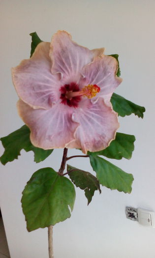 IMG_20150802_135508[1] - HIBISCUS MOREEA RITA DIN SEMINTE