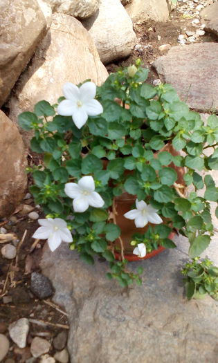 IMG_20150802_105747[1] - CAMPANULA