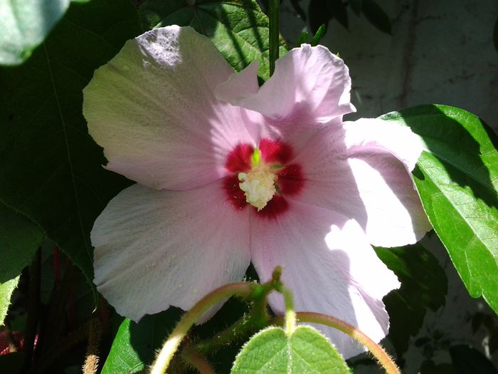 hibiscus de gradina{hibiscus mariacus} - august 2014