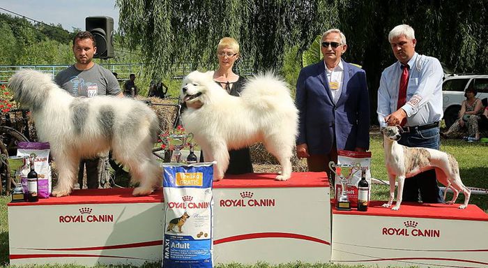 cerna ploiesti; Cerna de Tohanul Nou
C.A.C PLOIESTI 2014
EXC 1 CACJ
BEST JUNIOR
BEST BITCH
REZERVA JUNIOR BEST IN SHOW

C.A.C.I.B PLOIESTI 2014
EXC1 CACJ
BEST JUNIOR
BEST BITCH
B.O.B
WINER B.O.G 1
REZ BEST IN SHOW
