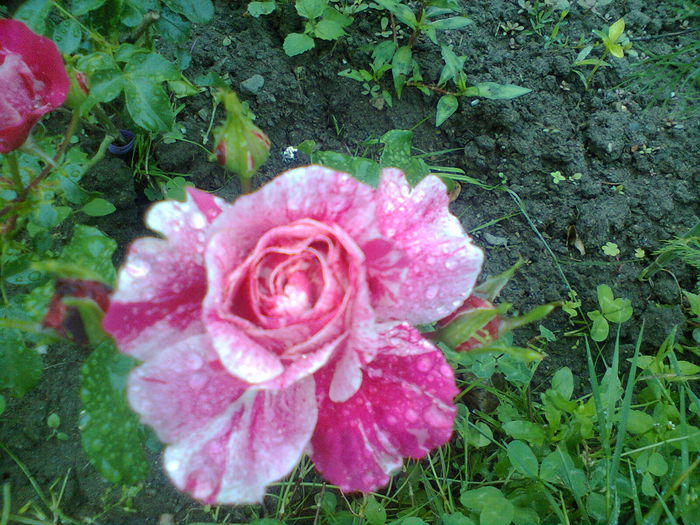 Photo0294 - trandafiri