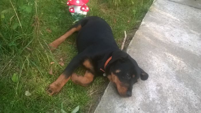 WP_20140802_015 - ROTTWEILERi  MEi