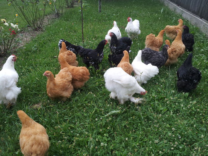 20140802_185815; la iarba verde
