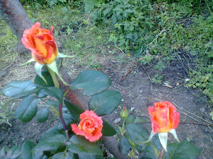 Photo0327 - trandafiri